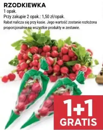 Stokrotka RZODKIEWKA oferta