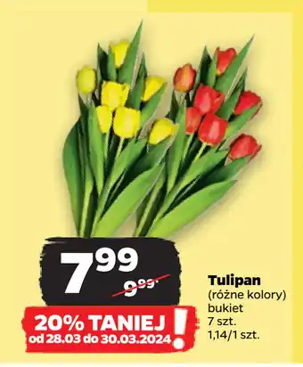 Netto Tulipan oferta