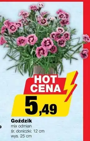 Bricomarche Goździk oferta