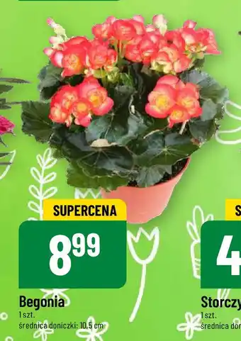Polomarket Begonia, 1 szt. oferta