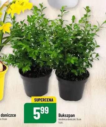 Polomarket Bukszpan, 1 szt. oferta