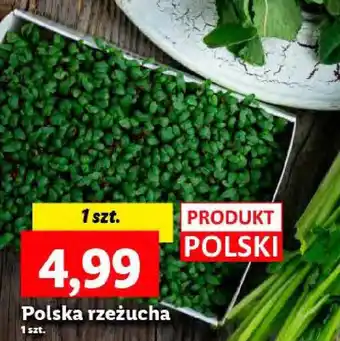 Lidl Polska rzeżucha oferta