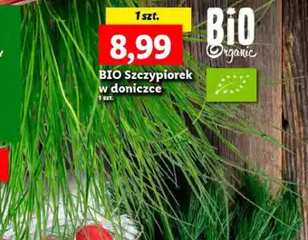 BIO Szczypiorek w doniczce