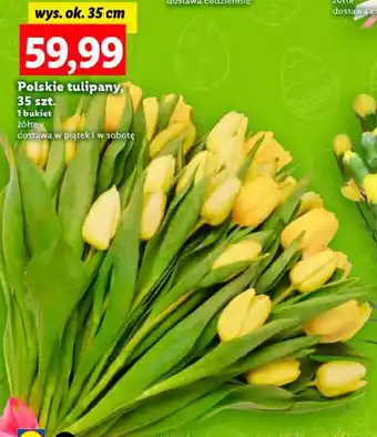 Lidl Polskie tulipany, 35 szt. oferta