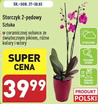 ALDI Storczyk 2 pędowy oferta