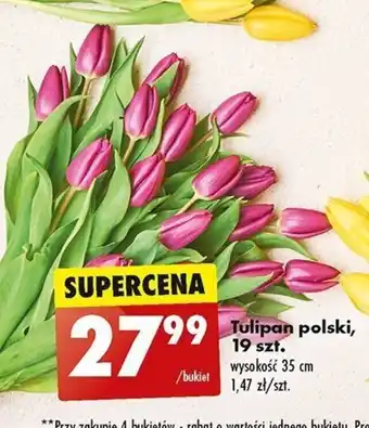 Biedronka Tulipan polski 19szt. oferta