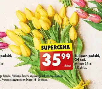 Biedronka Tulipan polski 24szt. oferta