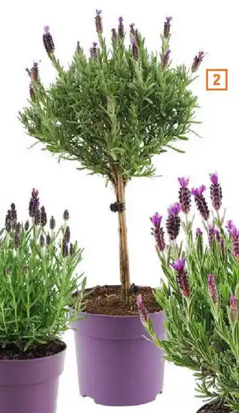 OBI Lawenda wielokwiatowa 30cm oferta