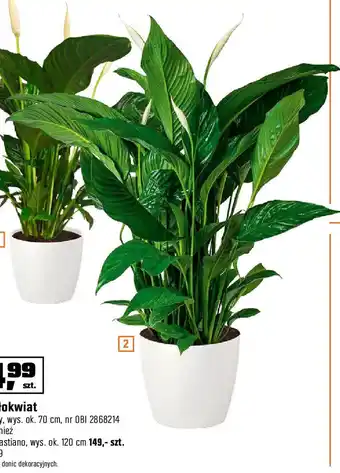 OBI Skrzydłokwiat Sweet Sebastiano, wys. ok. 120cm oferta