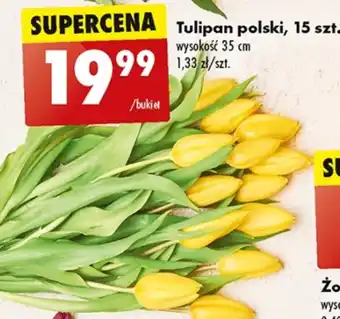 Biedronka Tulipan oferta