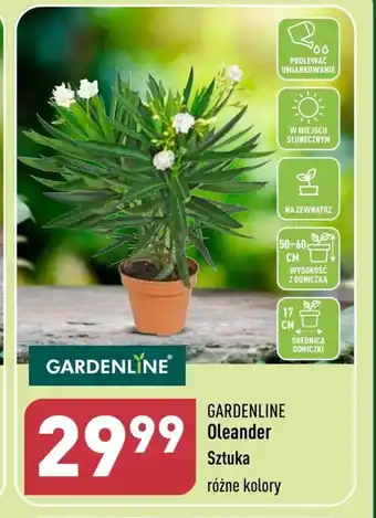 ALDI Oleander Gardenline oferta