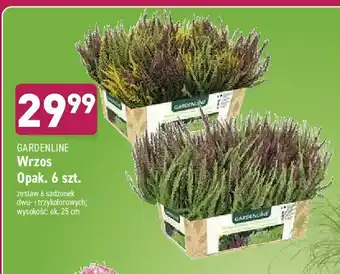 ALDI Wrzos sadzonki dwukolorowe 1 OPAK 6 SZT oferta