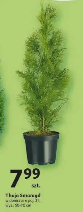 Thuja Smaragd
