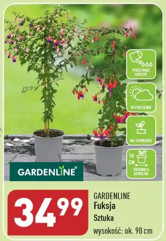 ALDI GARDENLINE Fuksja oferta
