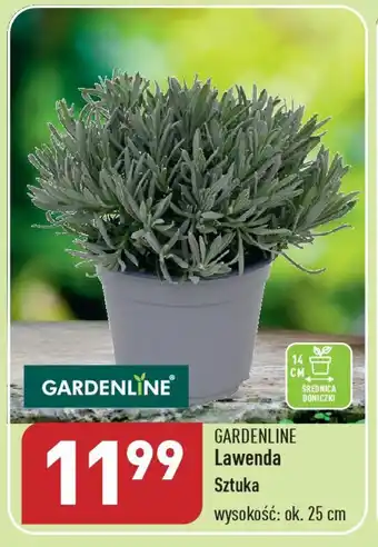 ALDI GARDENLINE Lawenda oferta