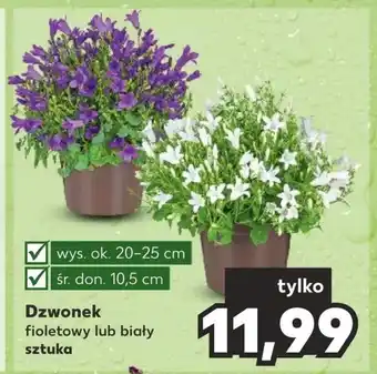 Kaufland Roślina doniczkowa oferta