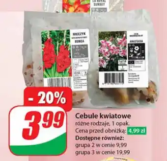 Dino Cebule kwiatowe oferta