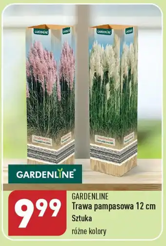 ALDI GARDENLINE Trawa pampasowa 12 cm oferta