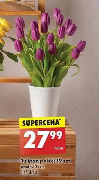 Biedronka Tulipan polski 19 szt. oferta