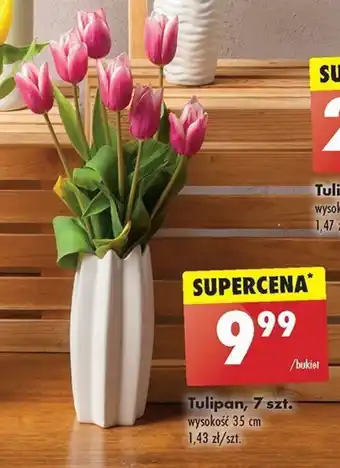 Biedronka Tulipan, 7 szt. oferta