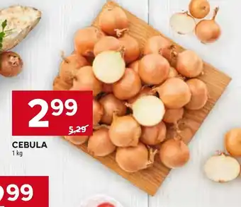 Stokrotka Market Cebula oferta