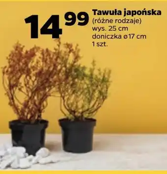 Netto Roślina doniczkowa oferta