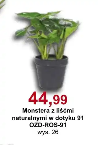 Monstera