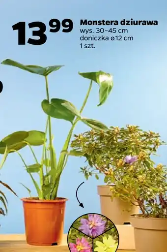 Netto Monstera dziurawa oferta