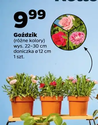 Netto Goździk oferta