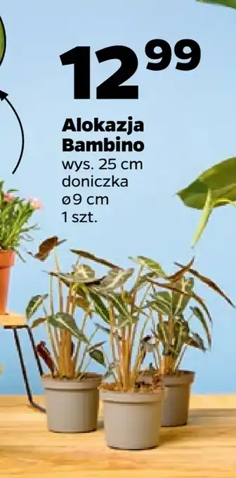 Netto Alokazja Bambino oferta