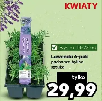 Kaufland Lawenda 6-pak 18-22cm oferta