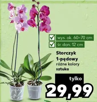 Kaufland Storczyk 1-pędowy 60-70cm oferta