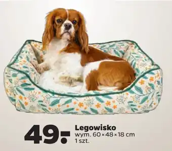 Netto Legowisko oferta