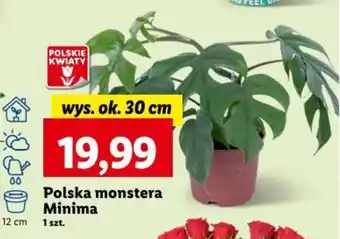 Lidl Polska monstera Minima oferta