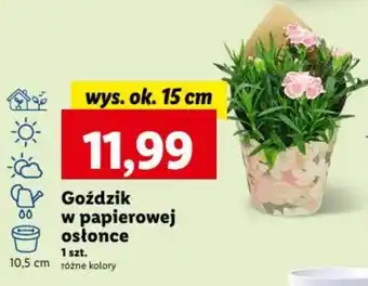 Lidl Goździk w papierowej osłonce oferta