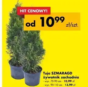 Mrówka Tuja Hit oferta