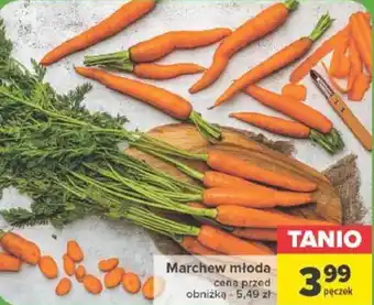 Marchew młoda
