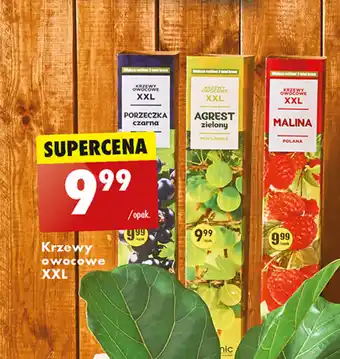 Biedronka Krzewy Owocowe XXL oferta