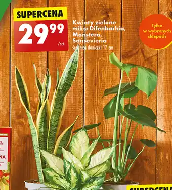 Biedronka Kwiaty zielone miks: Difenbachia, Monstera, Sansevieria oferta