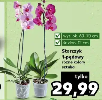 Kaufland Storczyk Ok oferta