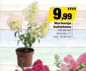 Bricomarche Hortensja oferta