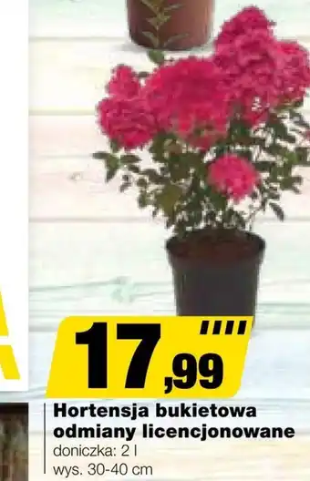 Bricomarche Hortensja oferta