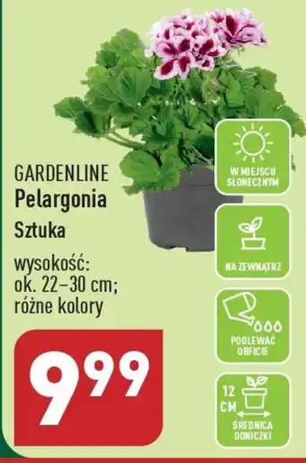 ALDI GARDENLINE Pelargonia oferta