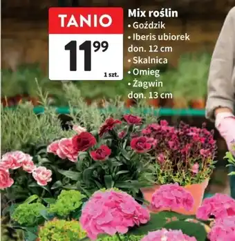 Intermarche Mix roślin oferta