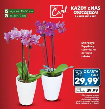 Kaufland Storczyk 2-pędowy oferta