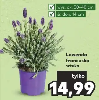 Kaufland Lawenda francuska szt. oferta