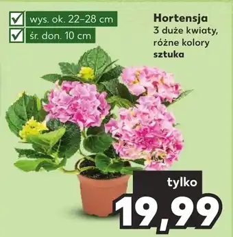 Kaufland Hortensja oferta