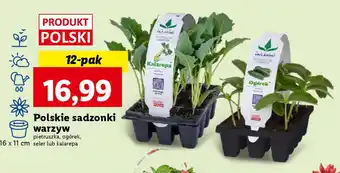 Lidl Polskie sadzonki warzyw oferta