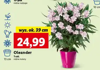 Lidl Oleander oferta