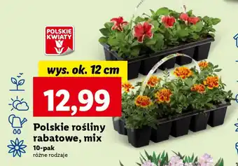 Lidl Polskie rośliny rabatowe, mix 10-pak oferta